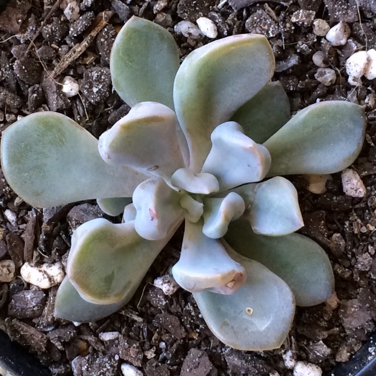 Plant image xGraptoveria Topsy Debbi