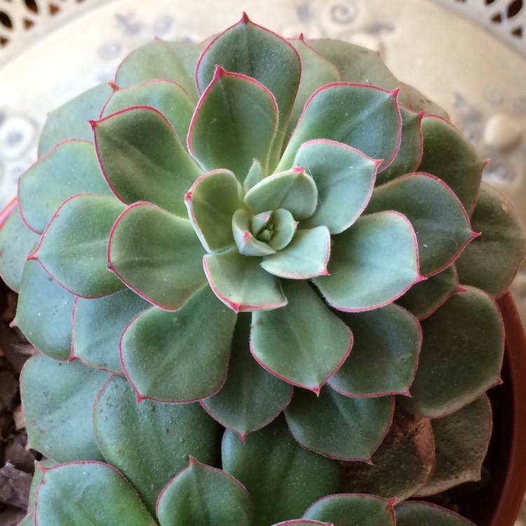 Plant image Echeveria Joan Daniel