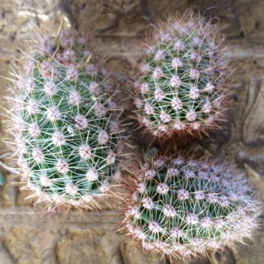 Echinopsis oxygona syn. Echinopsis eyriesii, Echinopsis multiplex, Echinopsis tubiflora