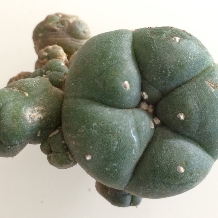 Lophophora Williamsii