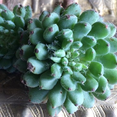 Echeveria Setosa var. Deminuta