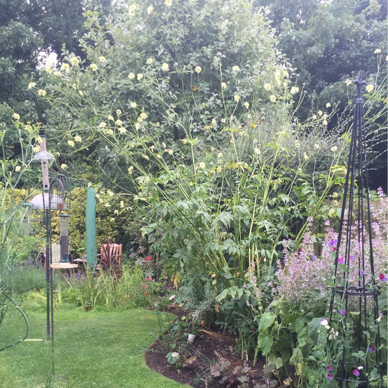 Giant Scabious