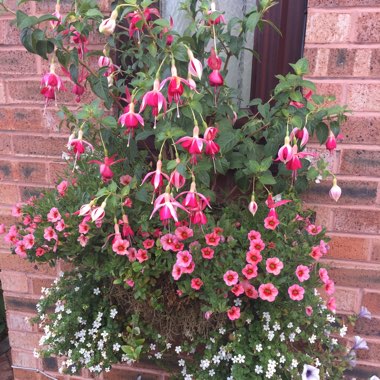 Fuchsia 'Celia Smedley'