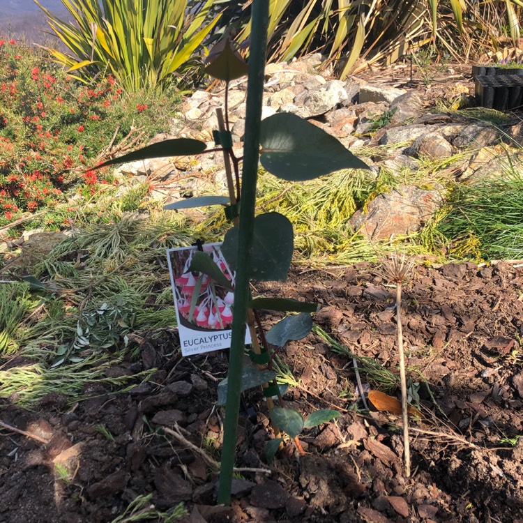 Plant image Eucalyptus caesia 'Silver Princess'