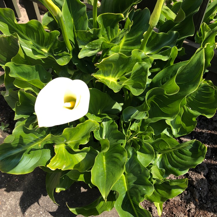 Plant image Zantedeschia 'White Flirt'