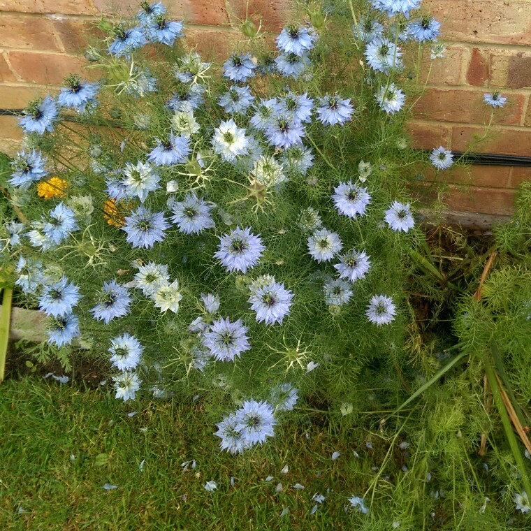 Nigella