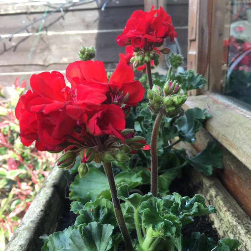 Pelargonium (Geranium)