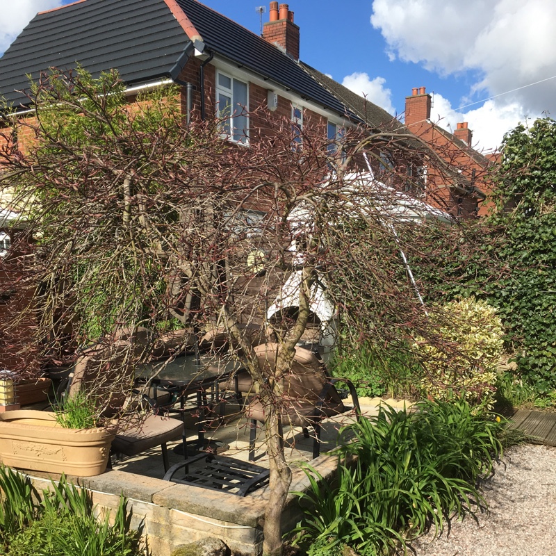 Japanese Maple 'Crippsii'