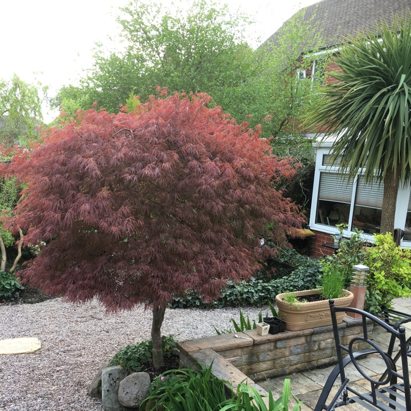 Japanese Maple 'Crippsii'