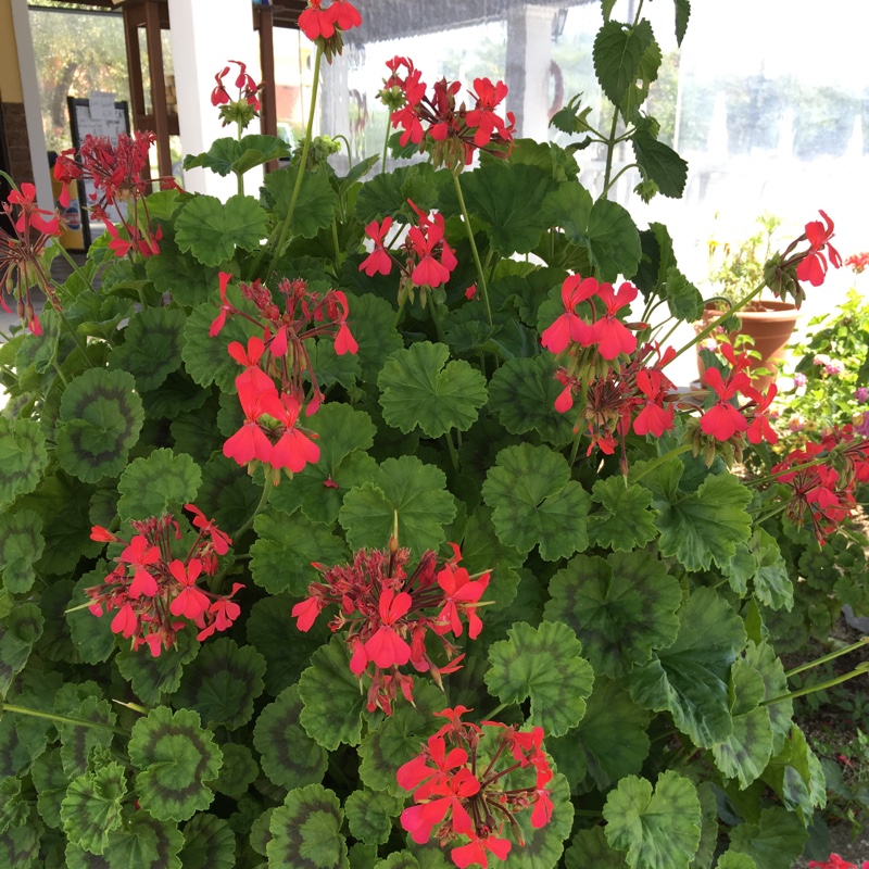 Pelargonium (Geranium)