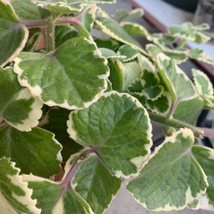 Plant image Coleus amboinicus 'Variegatus' syn. Plectranthus amboinicus 'Variegatus'