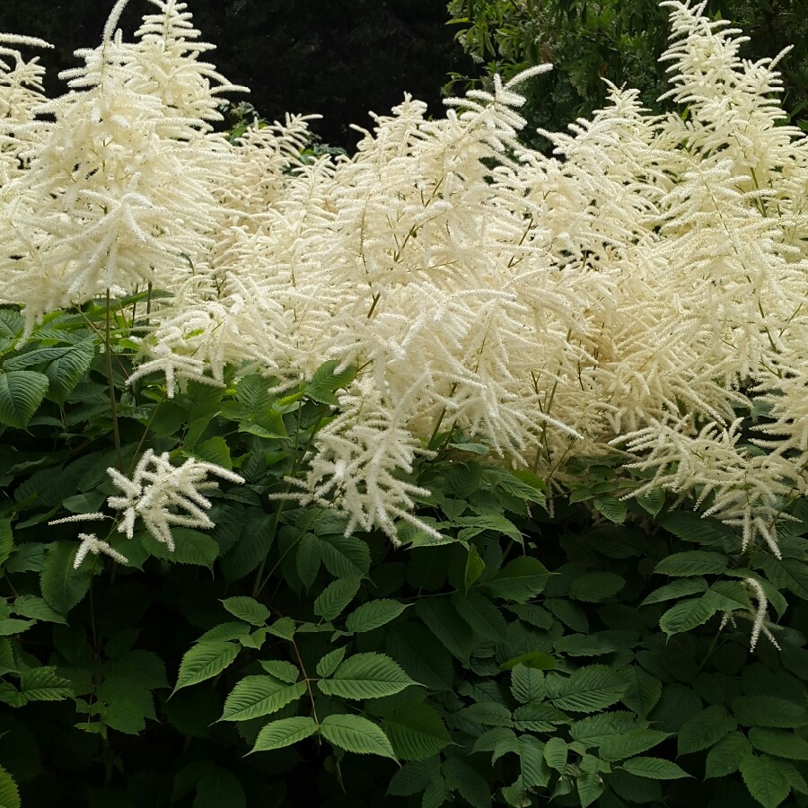 Goat's beard