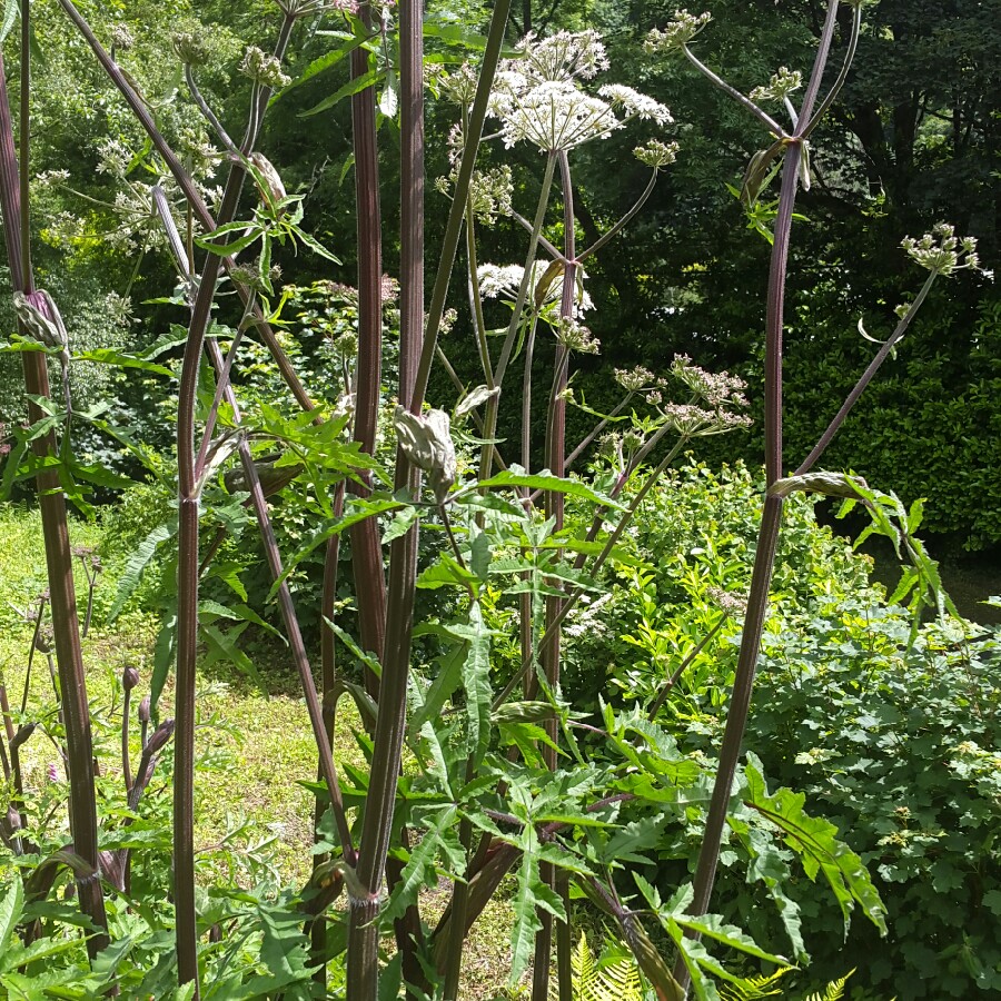 Giant Hogweed