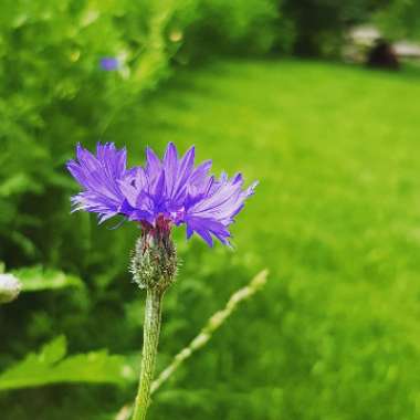 Perennial Cornflower