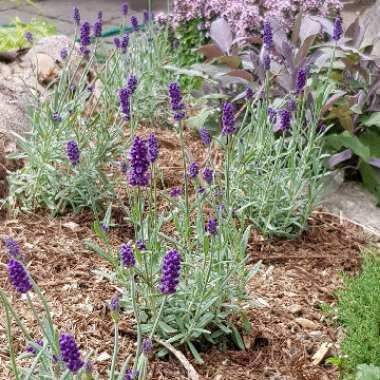 Lavender (Species) Lavender stoechas