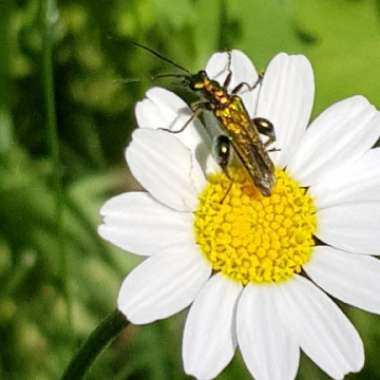 Common daisy