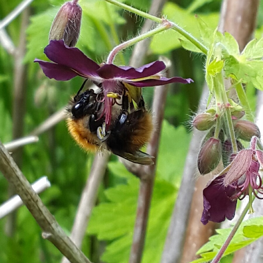 Geranium phaeum 'Samobor'