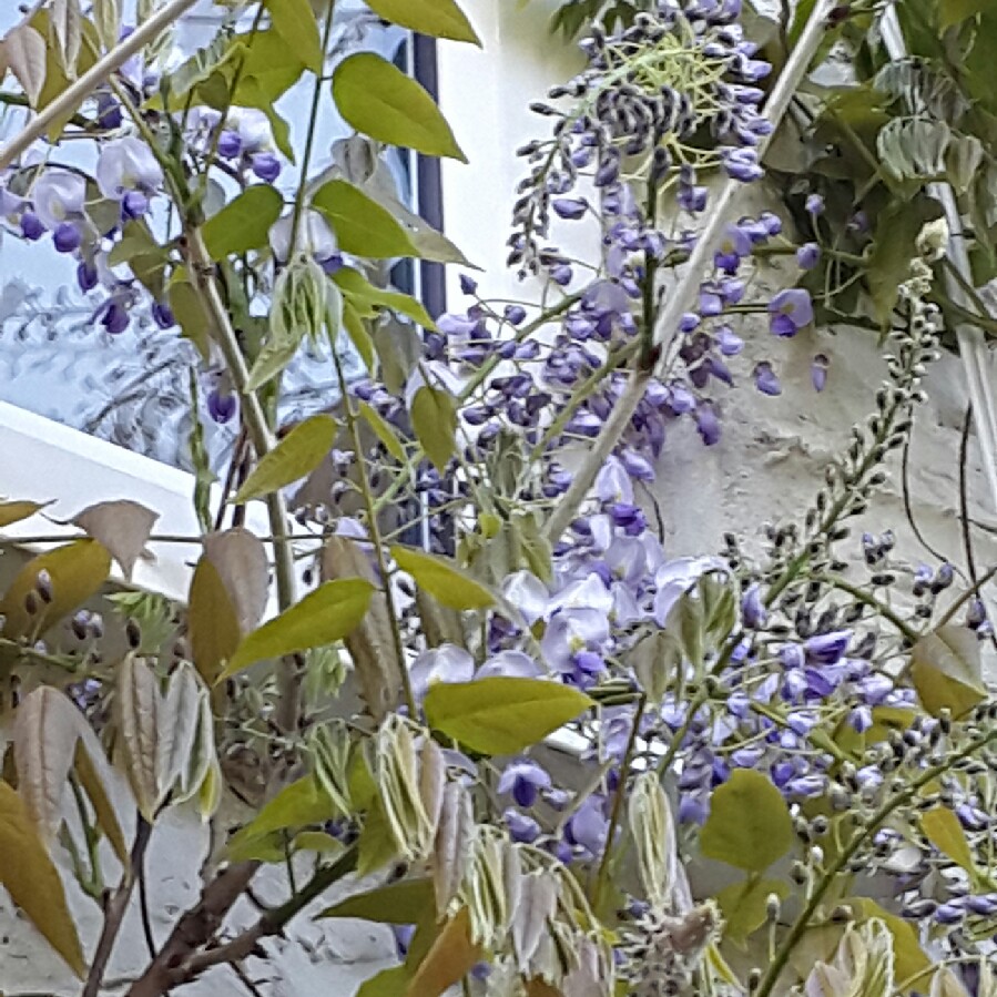 Japanese Wisteria