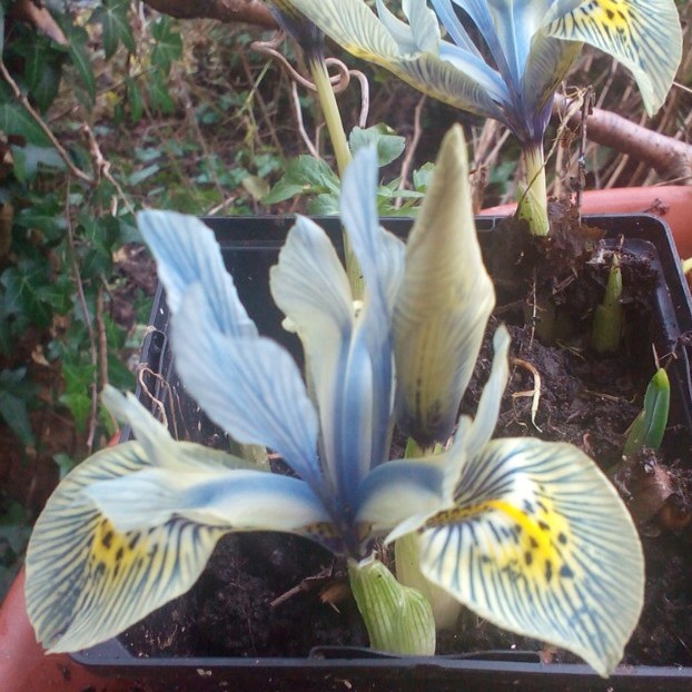 Iris 'Katharine Hodgkin' syn. Iris reticulata 'Katharine Hodgkin', Iris 'Injad Sherwood', Iris reticulata 'Injad Sherwood'