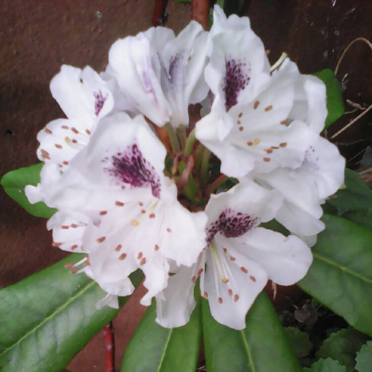 Plant image Rhododendron 'Sappho'