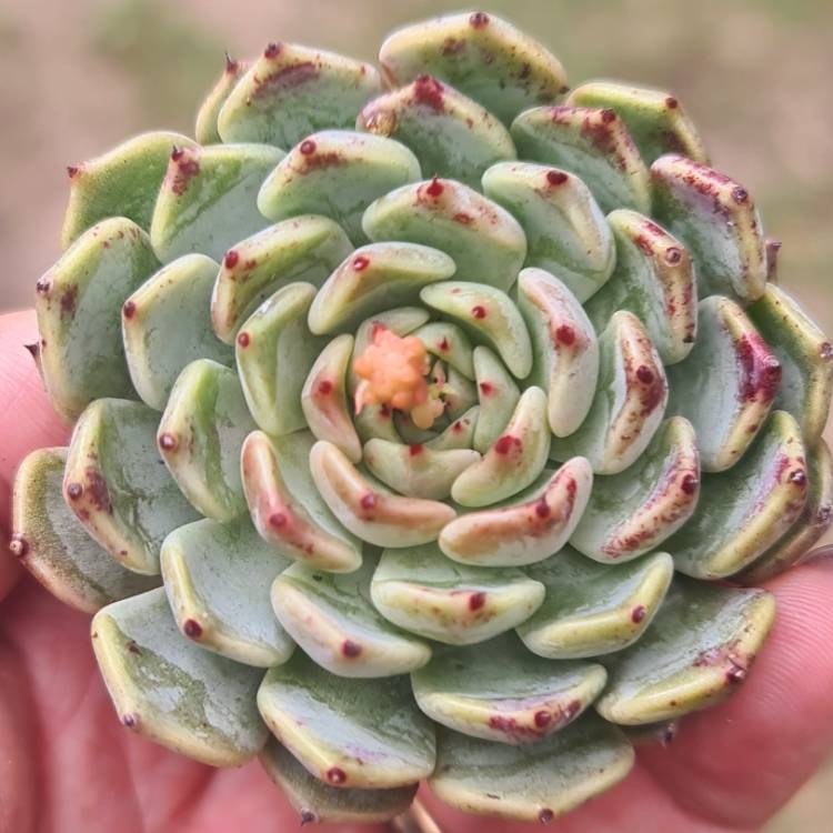 Plant image Echeveria Sarahima Botan