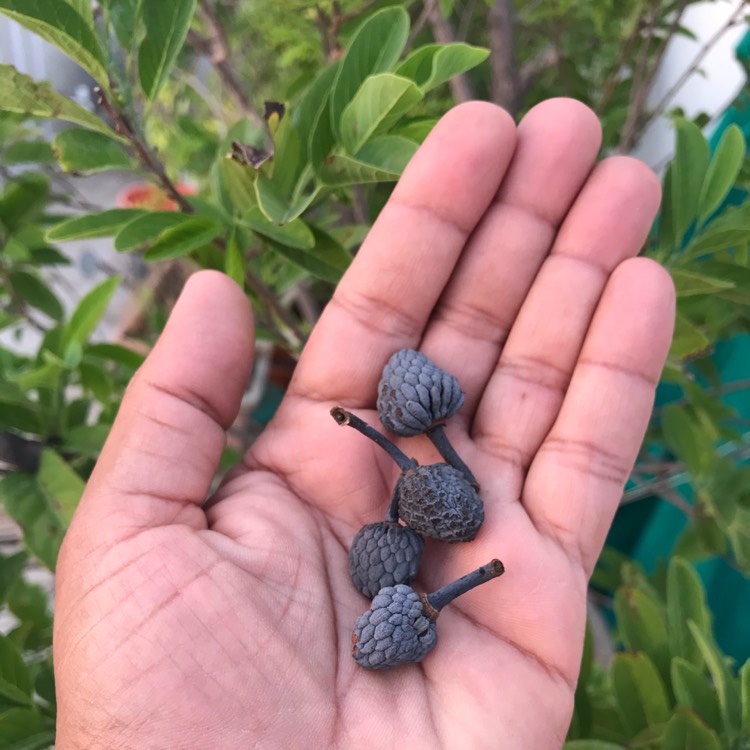 Plant image Annona Cherimoya syn. annona chirimoya