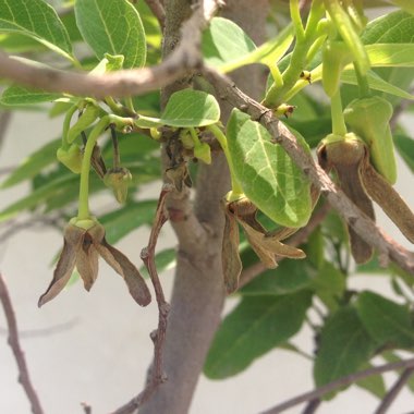 Annona Cherimoya syn. annona chirimoya