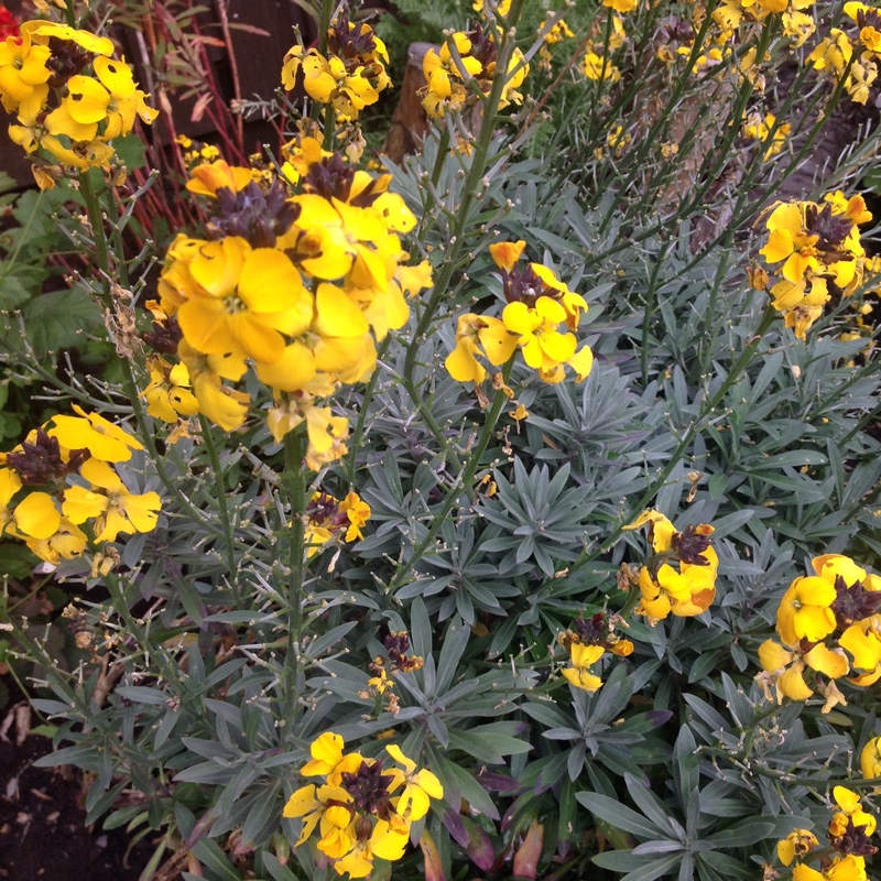 Plant image Erysimum cheiri