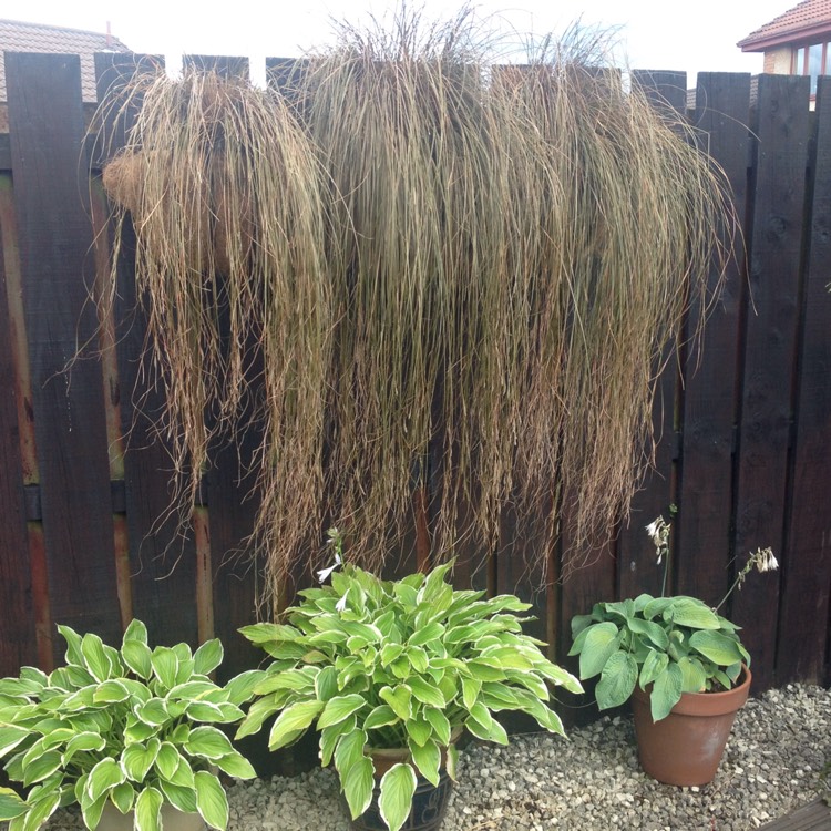 Plant image Carex muskingumensis 'Oehme'