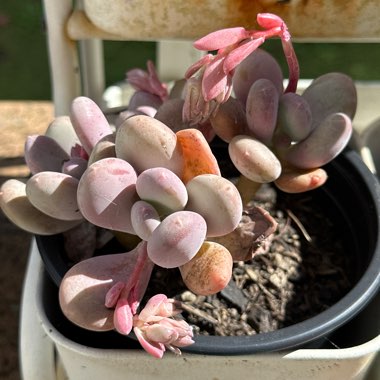 Pachyphytum 'Sticky Moonstones'