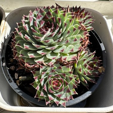 Sempervivum 'Tectorum'