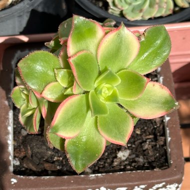 Aeonium 'Decorum'