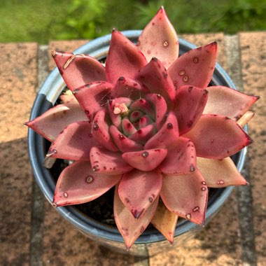 Echeveria 'Agavoides Romeo'