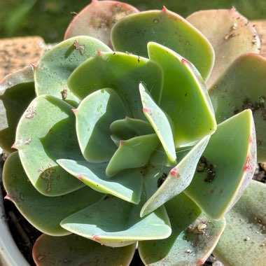 Echeveria 'Imbricata'