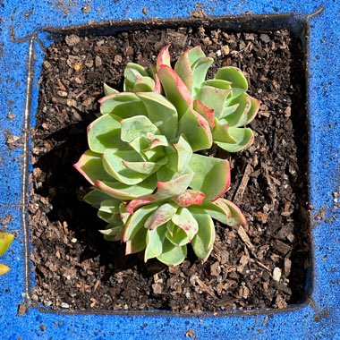 Echeveria 'Alpine Rose'