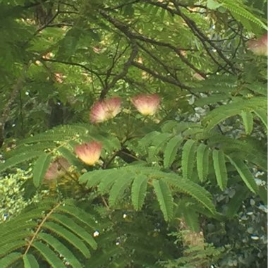 Silk Tree 'Summer Chocolate'