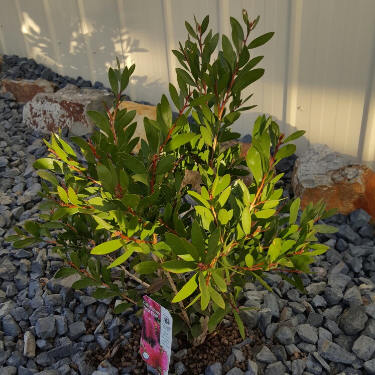 Bottlebrush