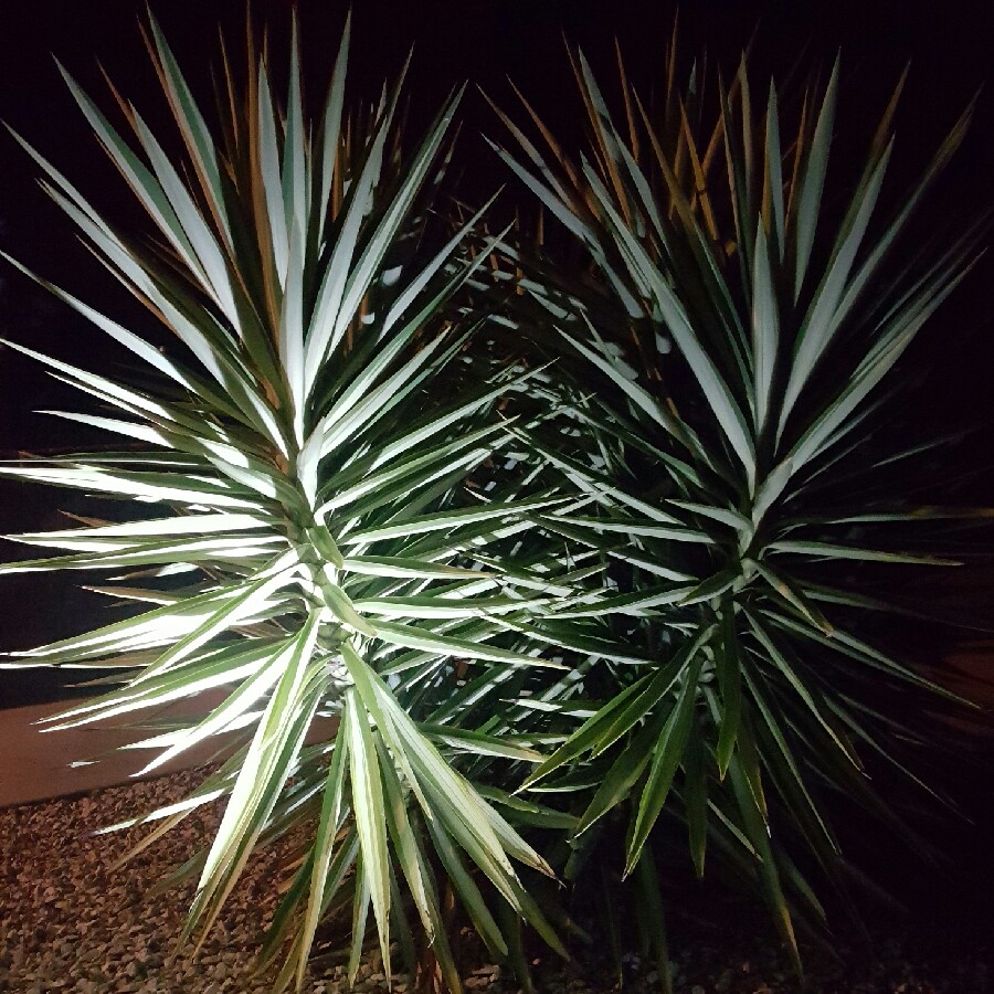 Variegated Giant Yucca