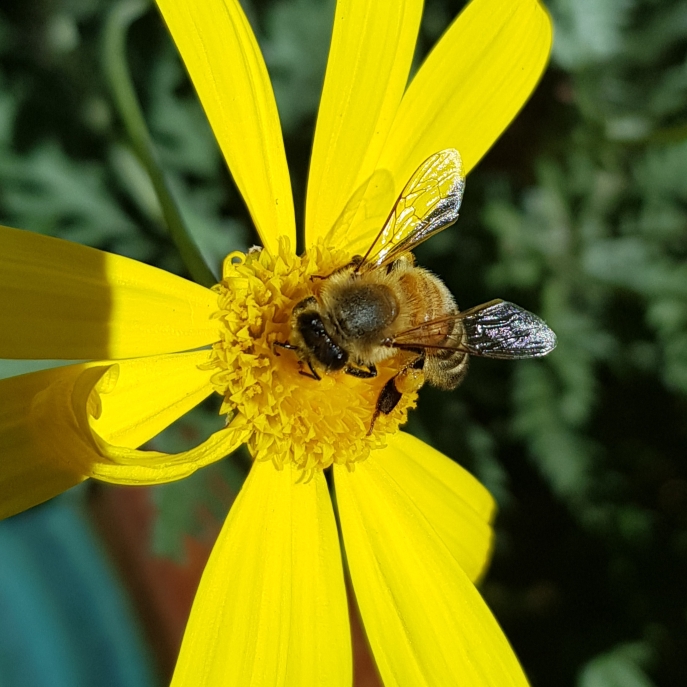 Plant image Euryops 'Little Sunray'