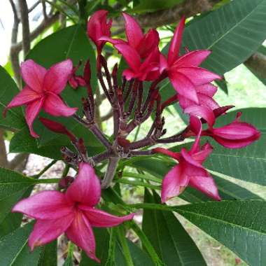 Plumeria rubra var. rubra