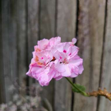 Pelargonium (Geranium)