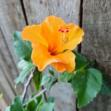 Tropical Hibiscus