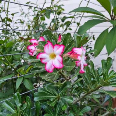 Adenium