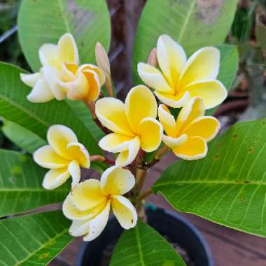 Frangipani 'Darwin Yellow'