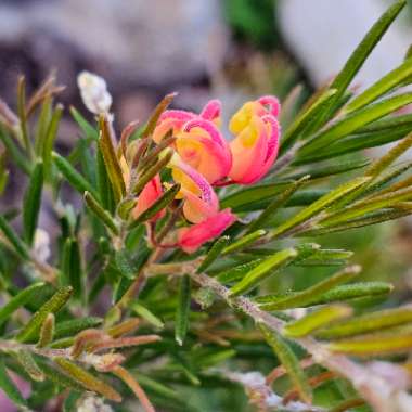 Grevillea CRACKLES