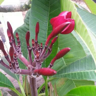 Plumeria rubra var. rubra