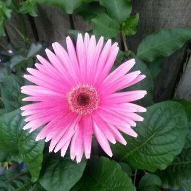 Gerbera 'Garvinea'