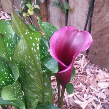 Zantedeschia 'Hot Chocolate'