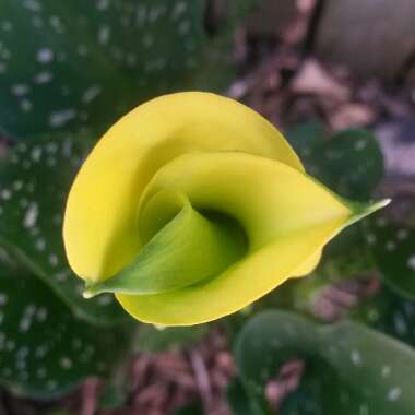 Zantedeschia rehmannii