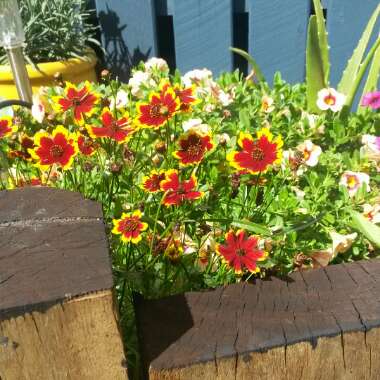 Coreopsis grandiflora 'Calypso'